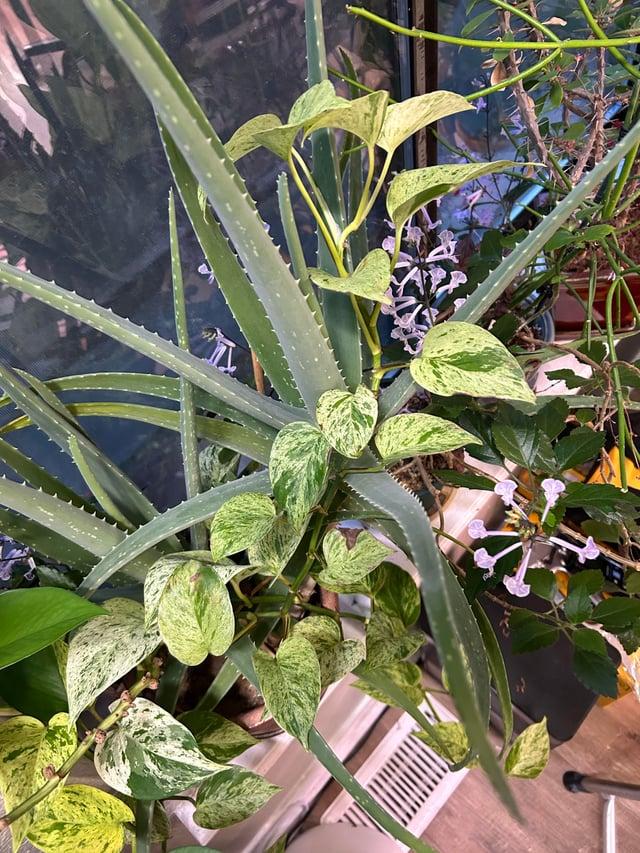 Pothos, Epipremnum Aureum 'snow Queen' - View 26 from www redcrocus com