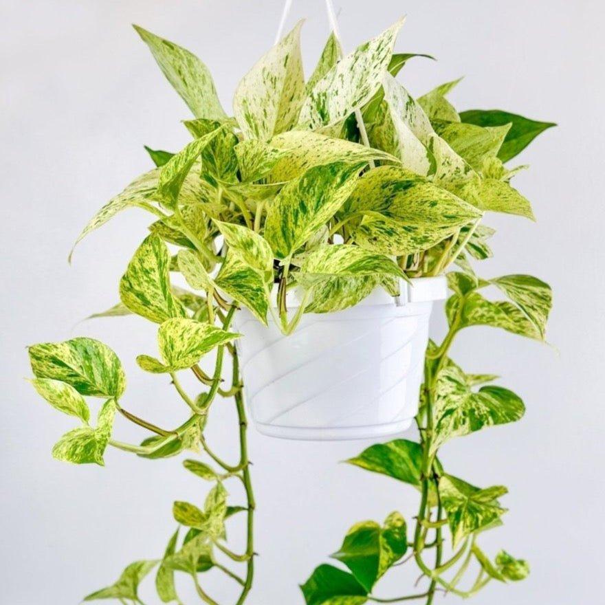 Pothos, Epipremnum Aureum 'snow Queen' - View 28 from www redcrocus com