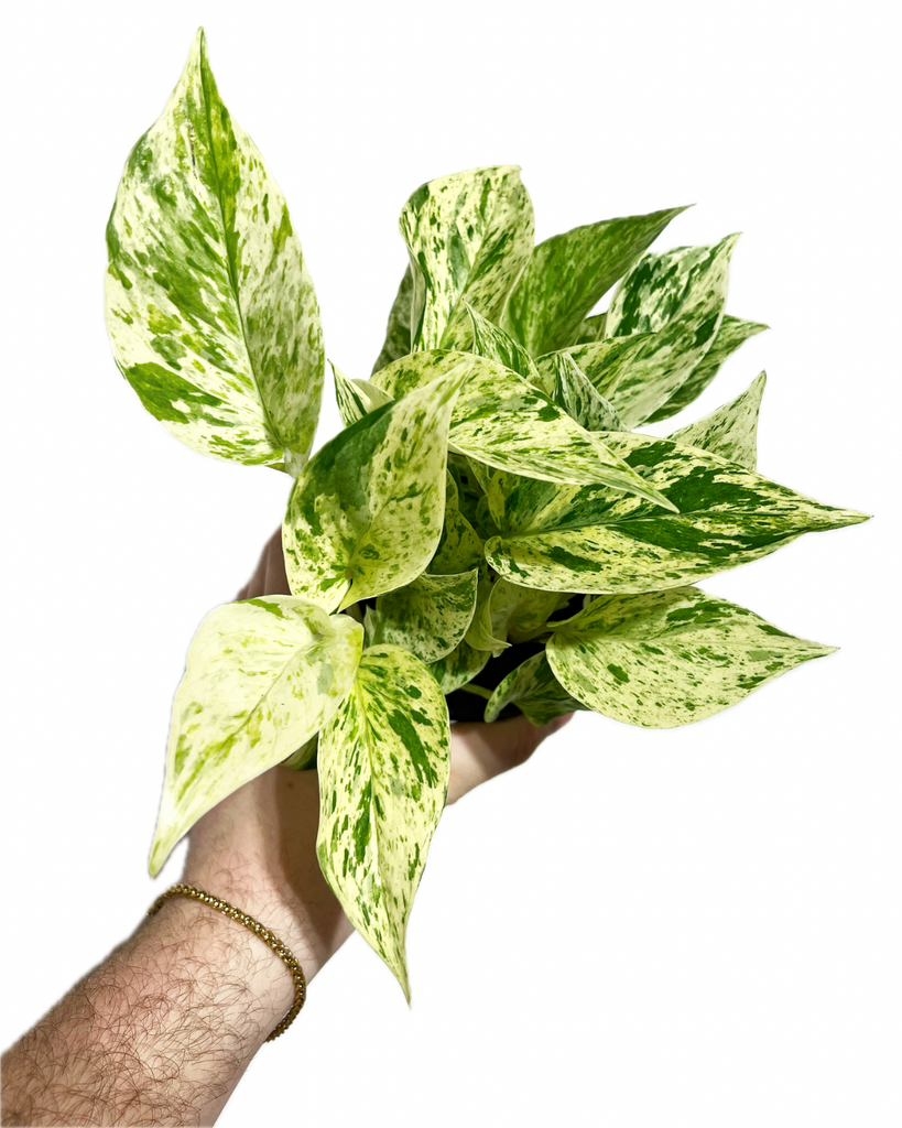 Pothos, Epipremnum Aureum 'snow Queen' - View 2 from www redcrocus com