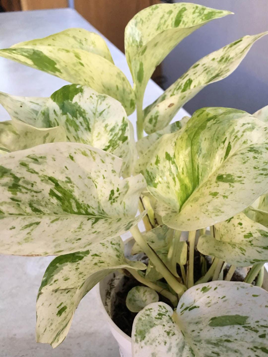 Pothos, Epipremnum Aureum 'snow Queen' - View 30 from www redcrocus com