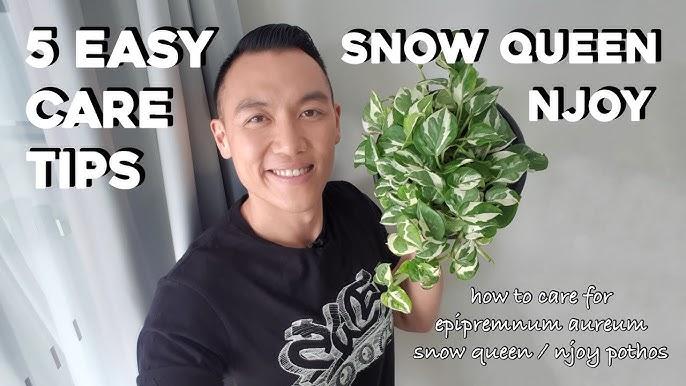 Pothos, Epipremnum Aureum 'snow Queen' - View 31 from www redcrocus com
