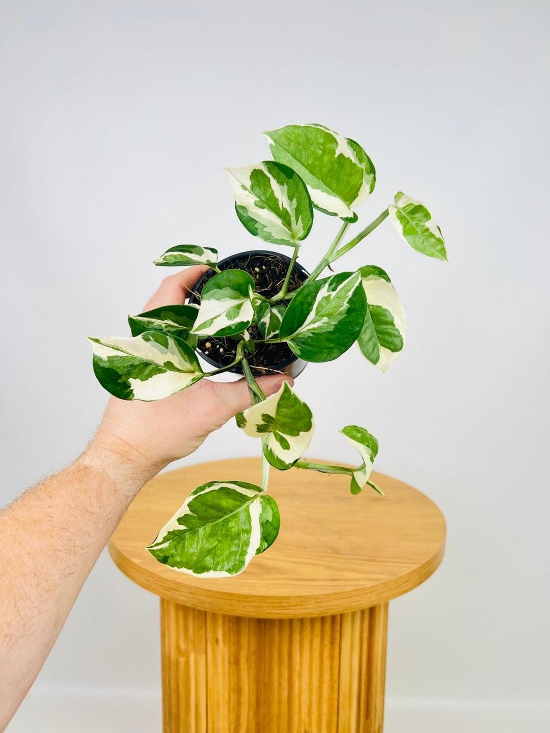 Pothos, Epipremnum Aureum 'snow Queen' - View 32 from www redcrocus com