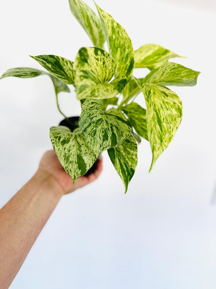 Pothos, Epipremnum Aureum 'snow Queen' - View 34 from www redcrocus com