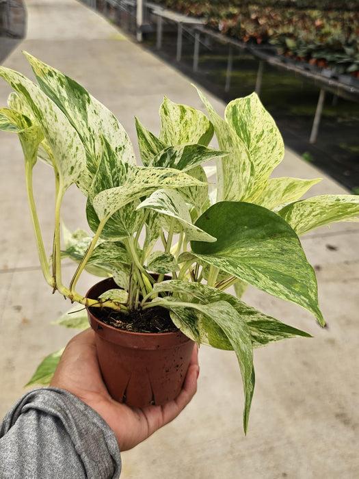 Pothos, Epipremnum Aureum 'snow Queen' - View 4 from www redcrocus com