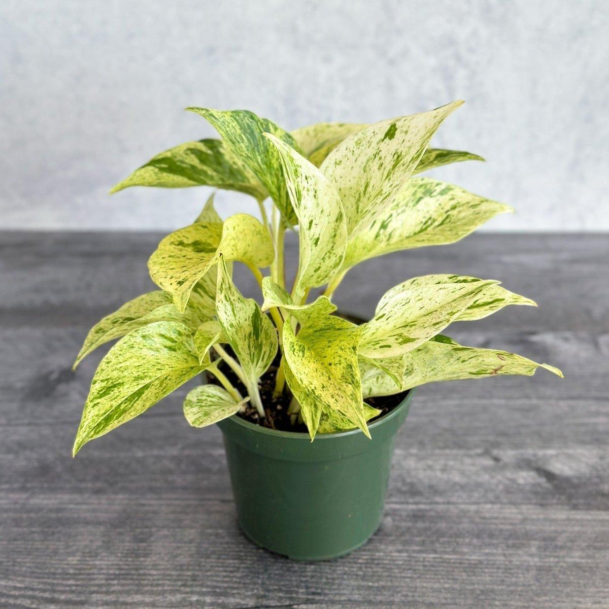 Pothos, Epipremnum Aureum 'snow Queen' - View 5 from www redcrocus com