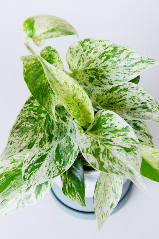 Pothos, Epipremnum Aureum 'snow Queen' - View 8 from www redcrocus com