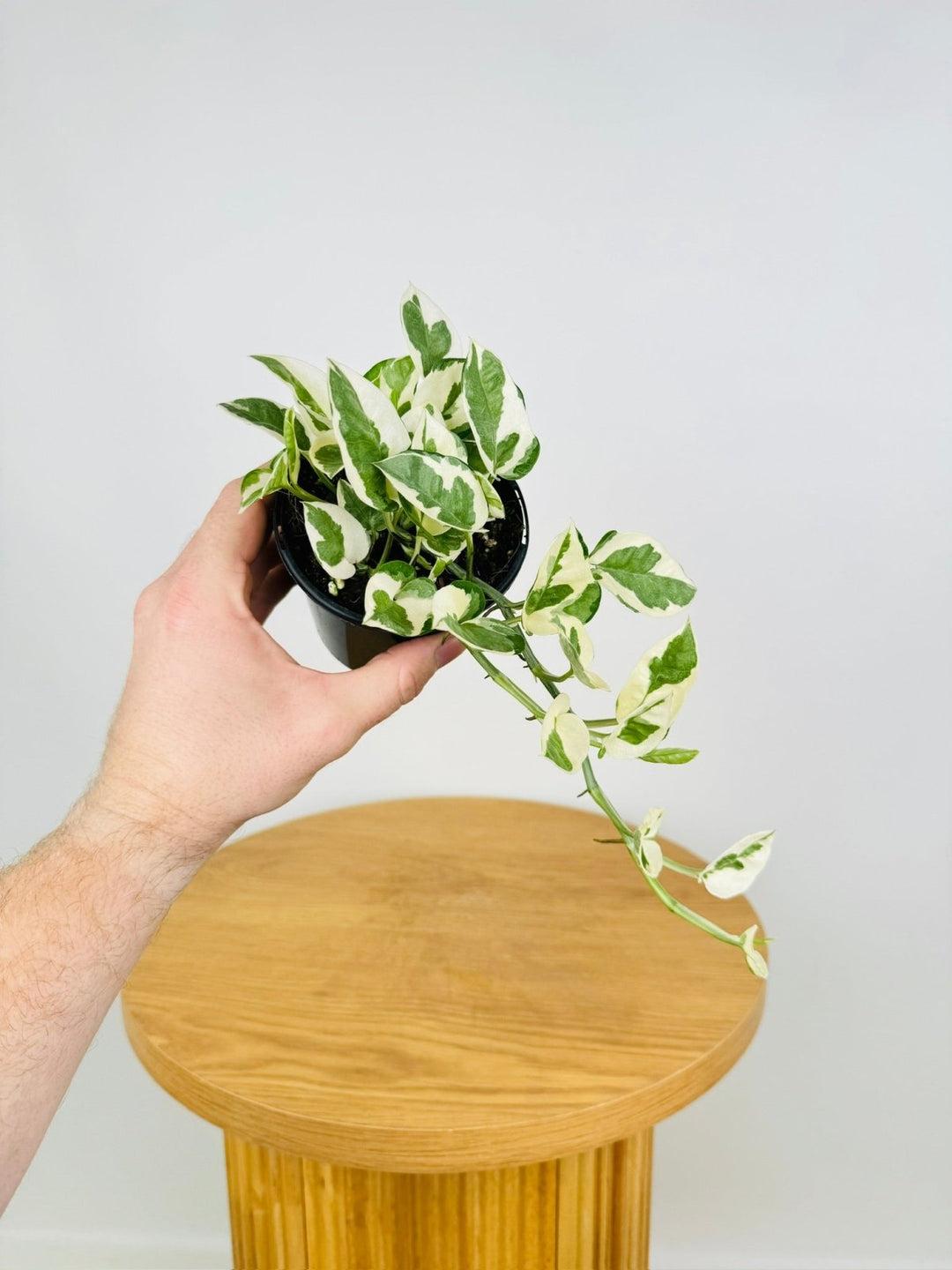 Pothos, Epipremnum Aureum 'snow Queen' - View 9 from www redcrocus com