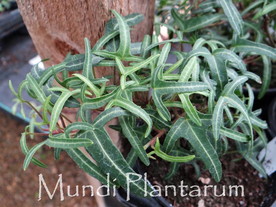 Hedera Algeriensis, Tripod - View 11 from www redcrocus com