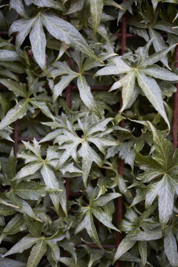Hedera Algeriensis, Tripod - View 12 from www redcrocus com