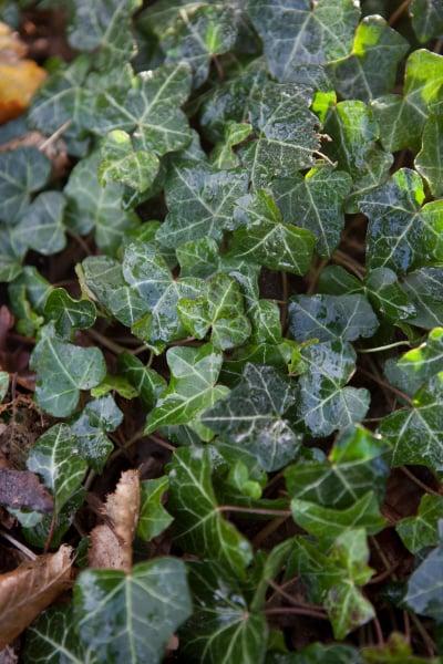 Hedera Algeriensis, Tripod - View 15 from www redcrocus com