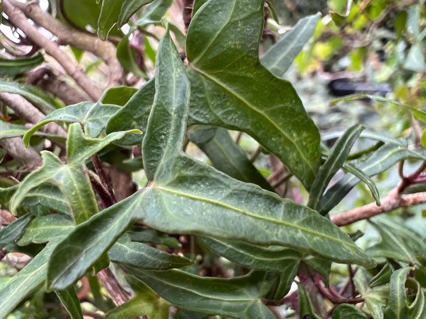 Hedera Algeriensis, Tripod - View 16 from www redcrocus com
