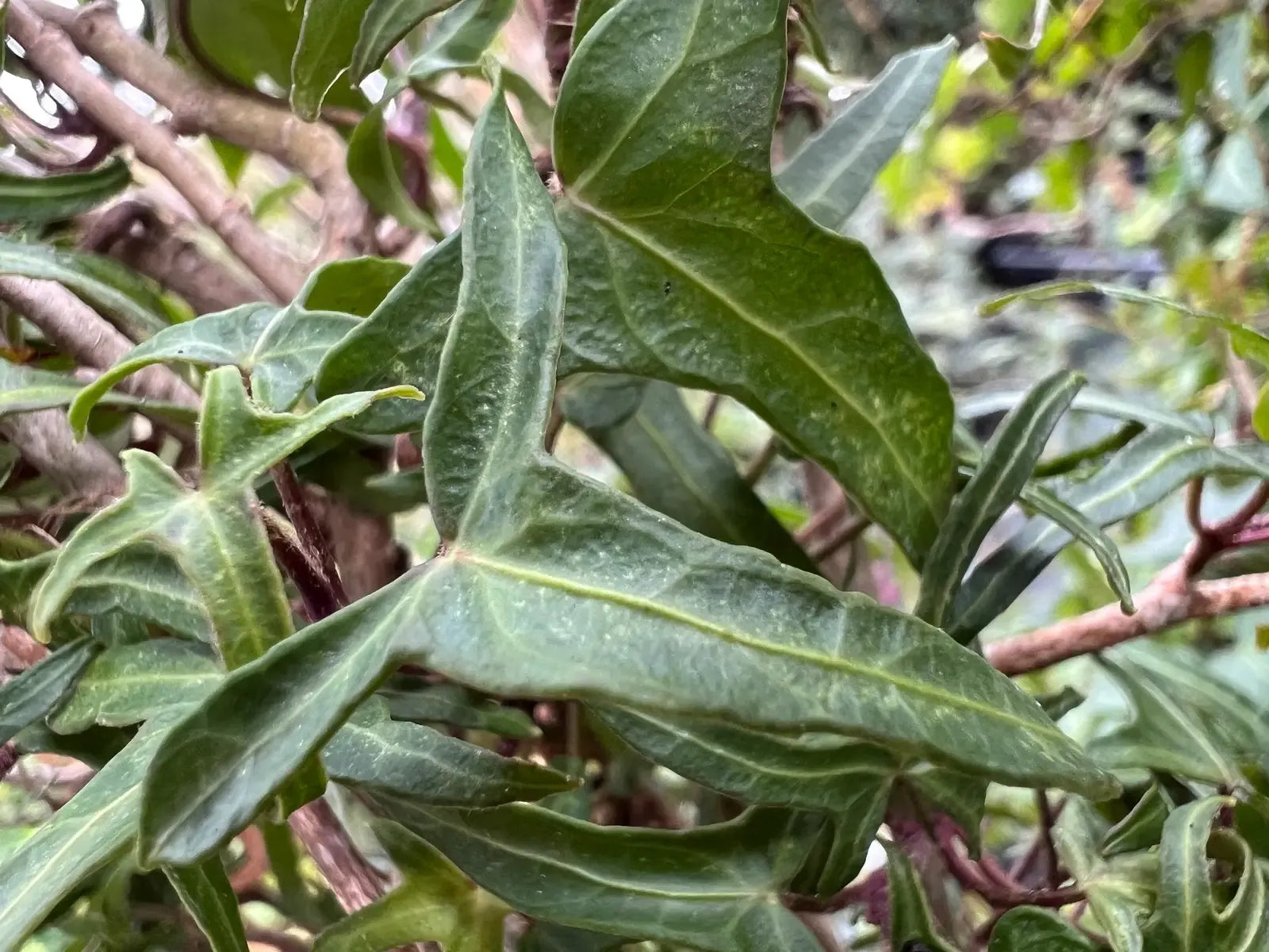 Hedera Algeriensis, Tripod - View 16 from www redcrocus com