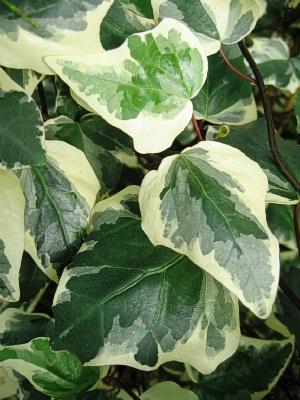 Hedera Algeriensis, Tripod - View 17 from www redcrocus com