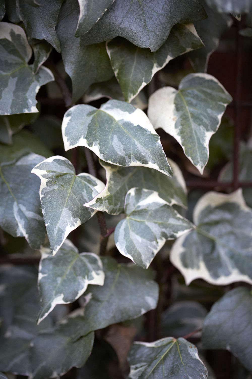 Hedera Algeriensis, Tripod - View 19 from www redcrocus com
