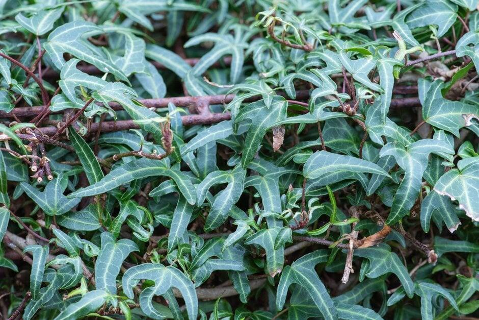 Hedera Algeriensis, Tripod - View 1 from www redcrocus com