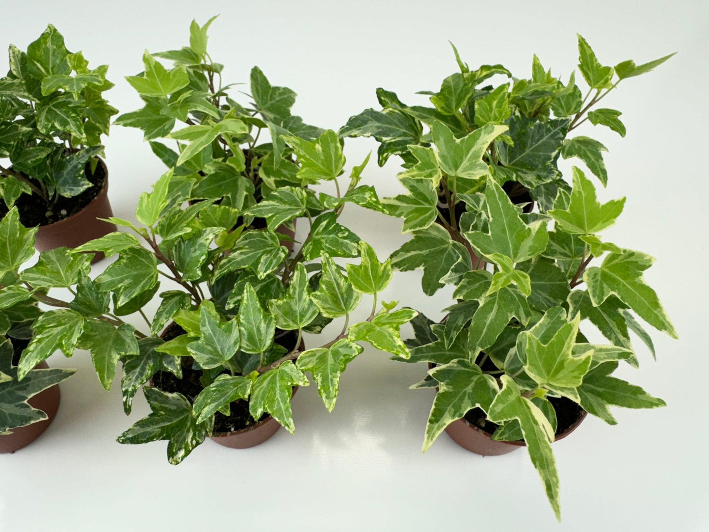 Hedera Algeriensis, Tripod - View 20 from www redcrocus com