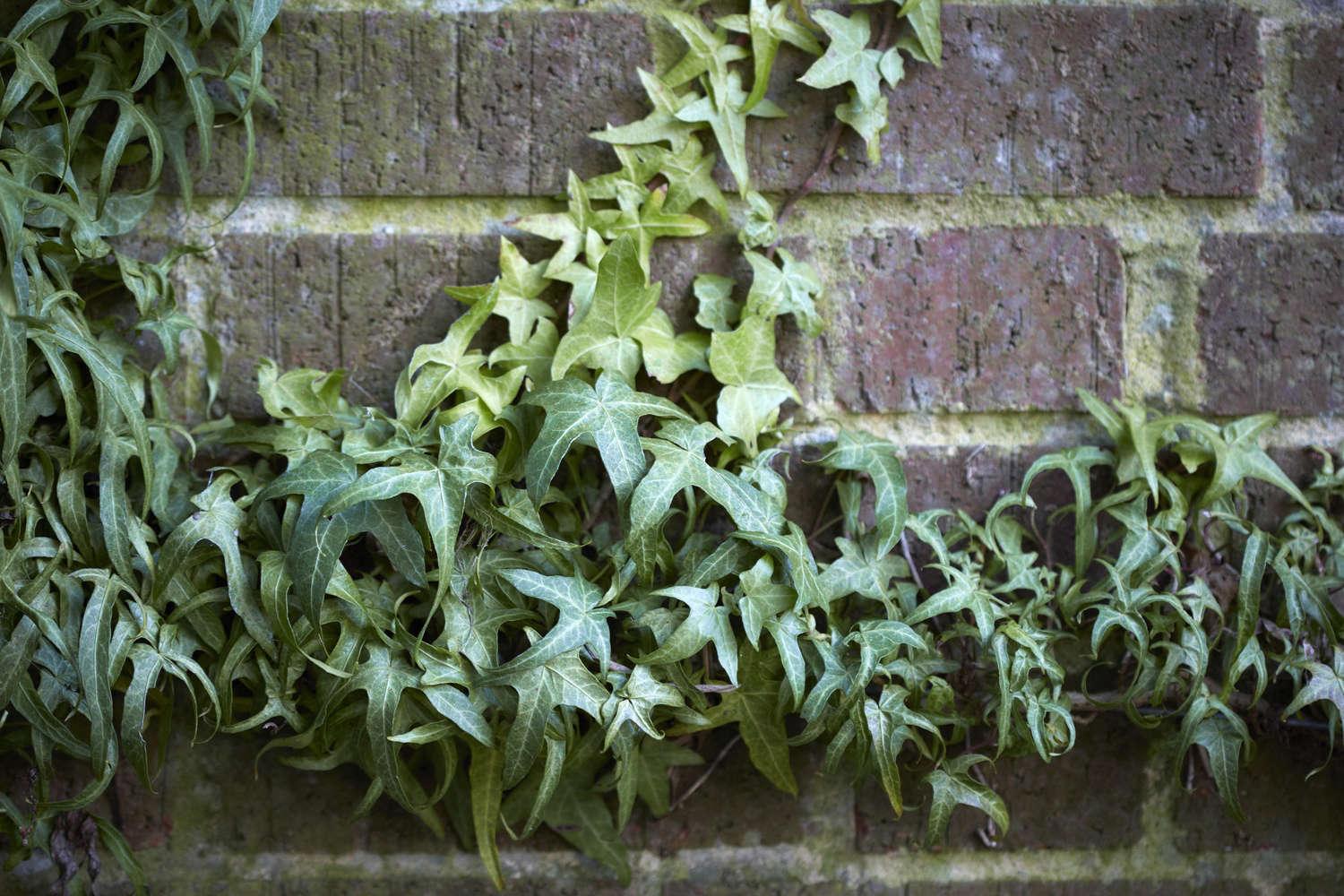 Hedera Algeriensis, Tripod - View 2 from www redcrocus com