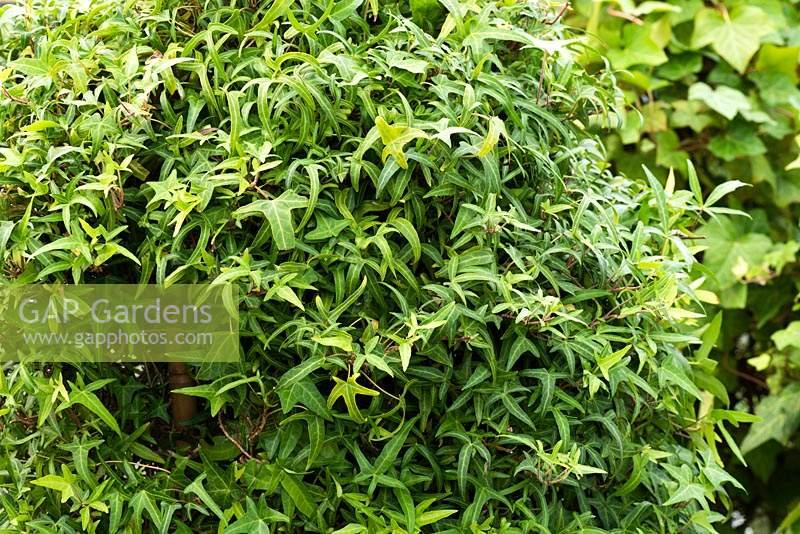 Hedera Algeriensis, Tripod - View 4 from www redcrocus com