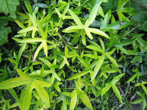 Hedera Algeriensis, Tripod - View 6 from www redcrocus com