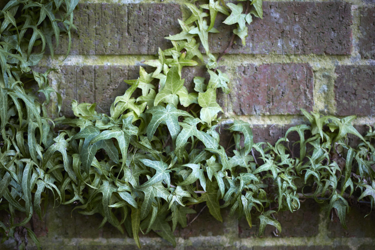 Hedera Algeriensis, Tripod - View 7 from www redcrocus com