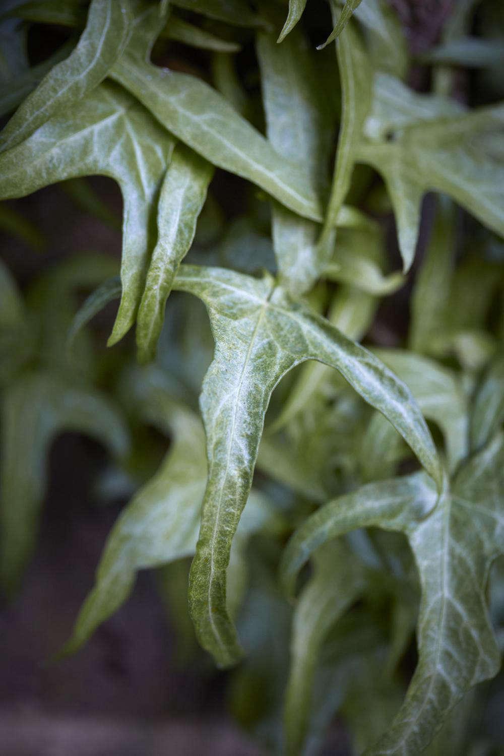 Hedera Algeriensis, Tripod - View 9 from www redcrocus com