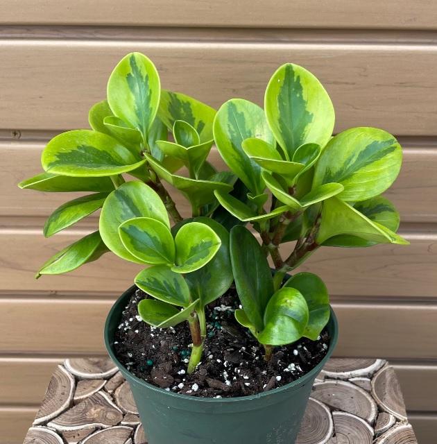 Peperomia 'lemon Lime' - View 10 from www redcrocus com