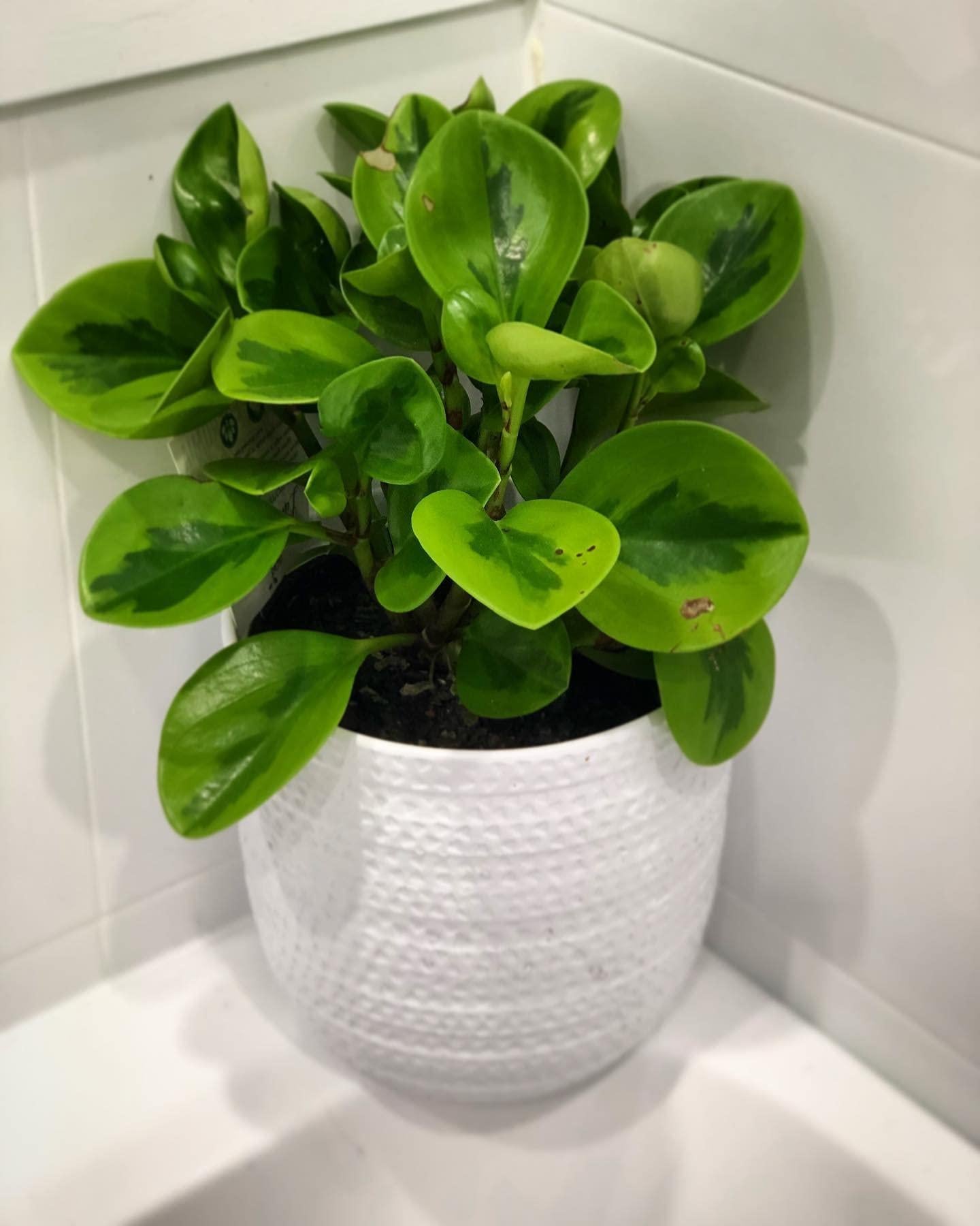 Peperomia 'lemon Lime' - View 11 from www redcrocus com