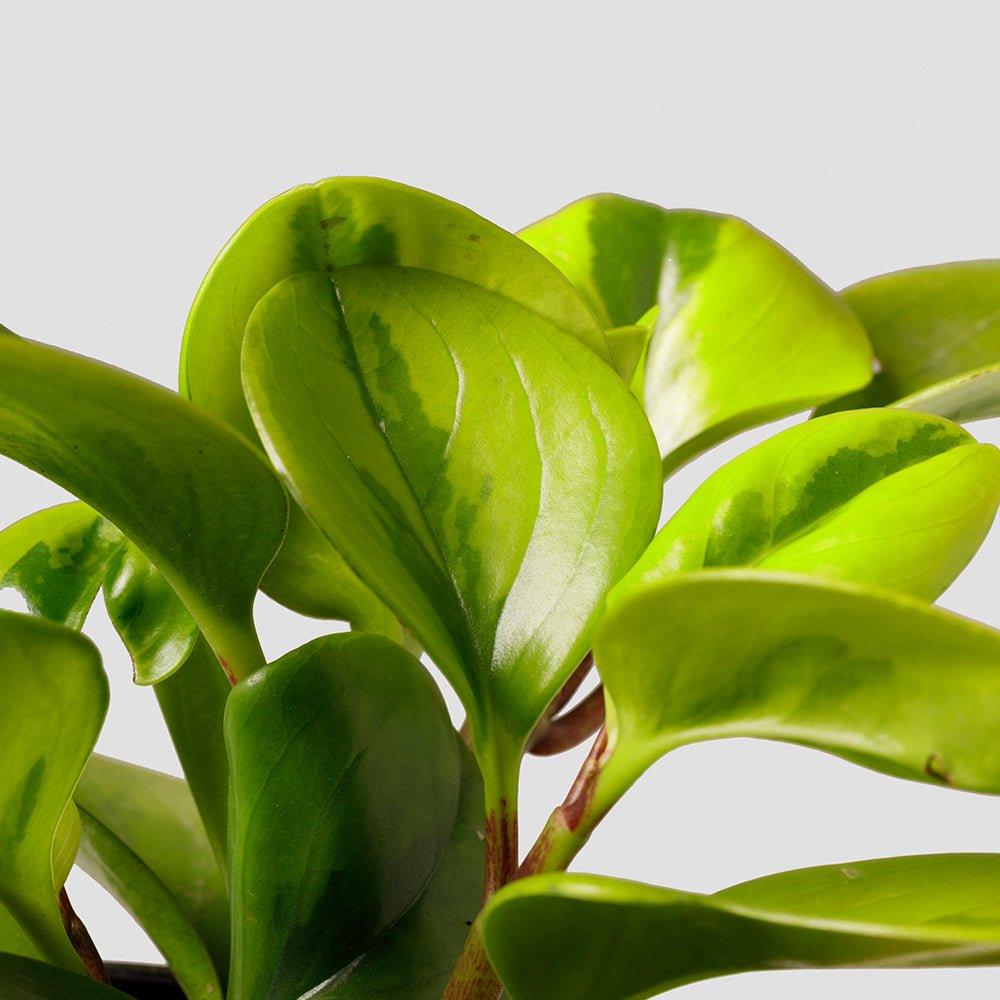 Peperomia 'lemon Lime' - View 12 from www redcrocus com