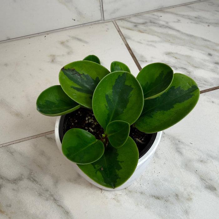 Peperomia 'lemon Lime' - View 14 from www redcrocus com