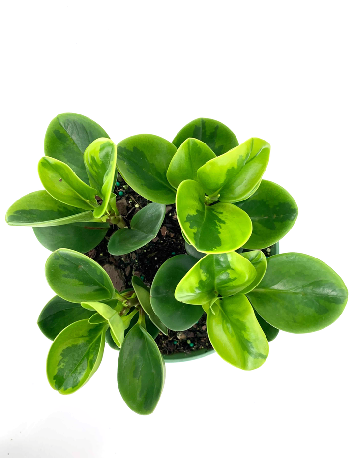 Peperomia 'lemon Lime' - View 15 from www redcrocus com