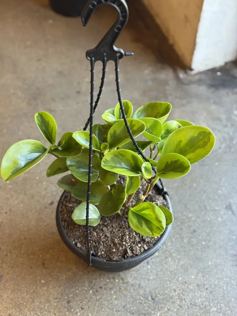 Peperomia 'lemon Lime' - View 17 from www redcrocus com