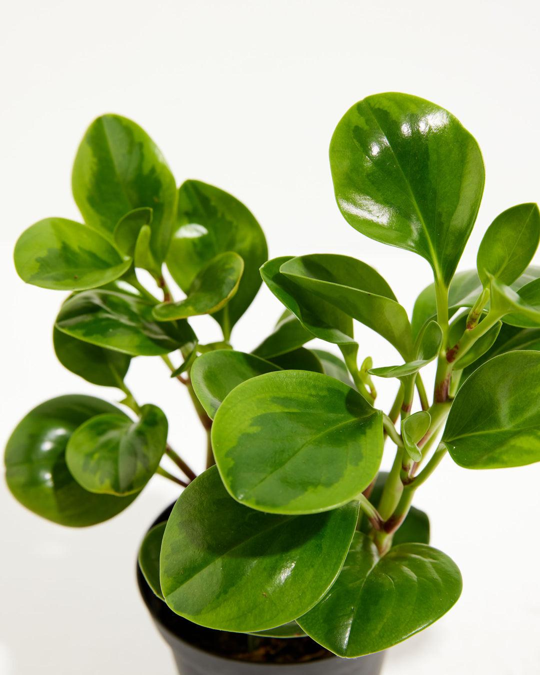 Peperomia 'lemon Lime' - View 18 from www redcrocus com
