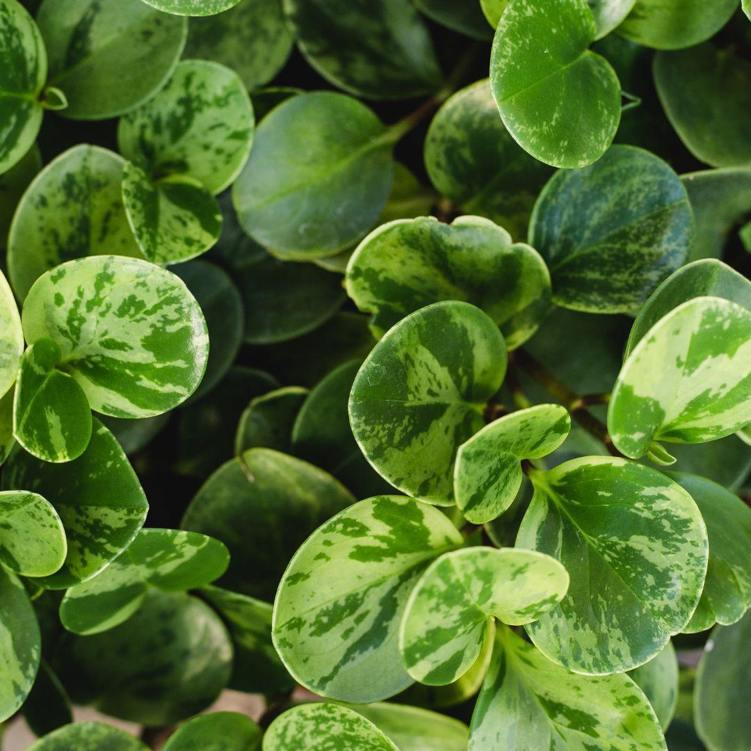 Peperomia 'lemon Lime' - View 1 from www redcrocus com