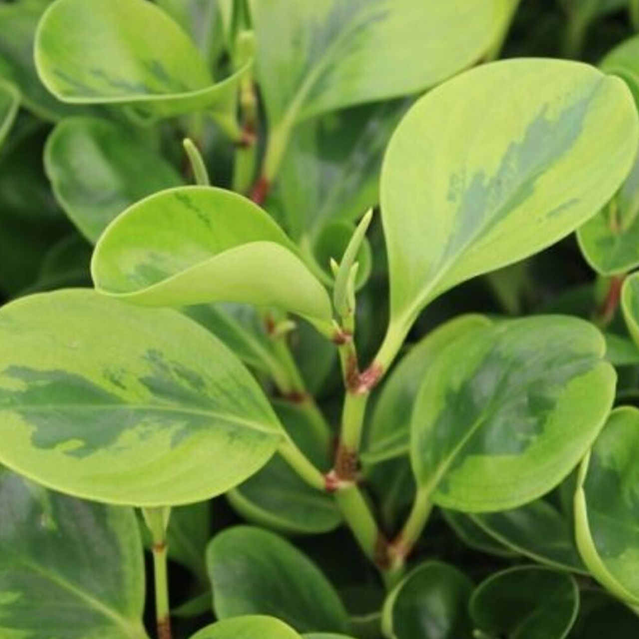 Peperomia 'lemon Lime' - View 20 from www redcrocus com