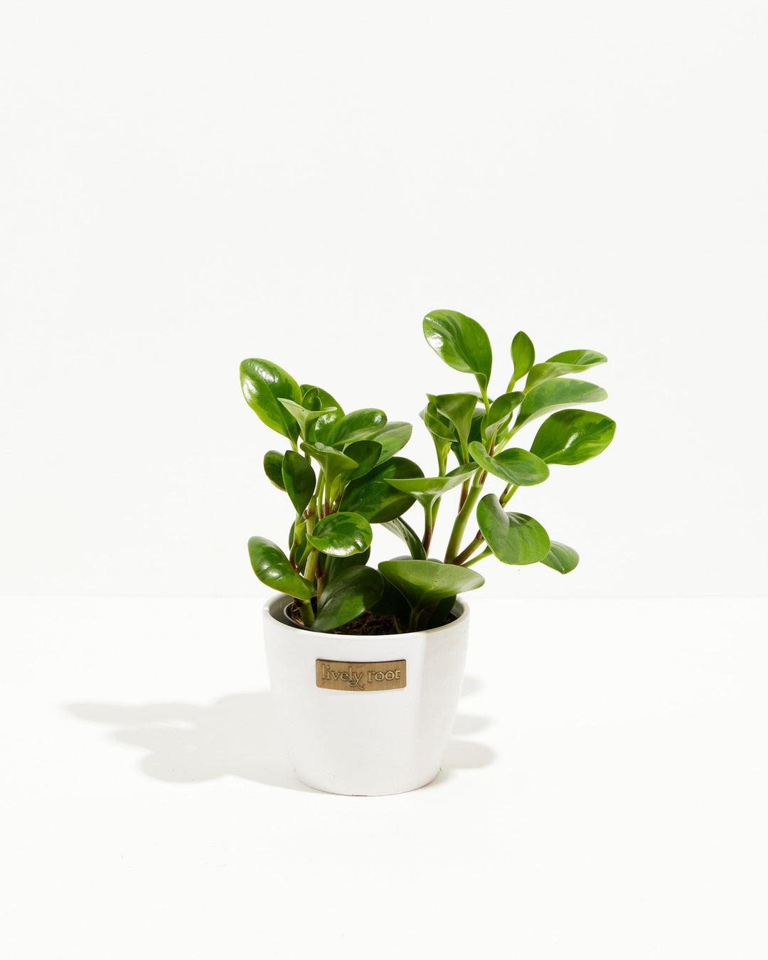 Peperomia 'lemon Lime' - View 21 from www redcrocus com