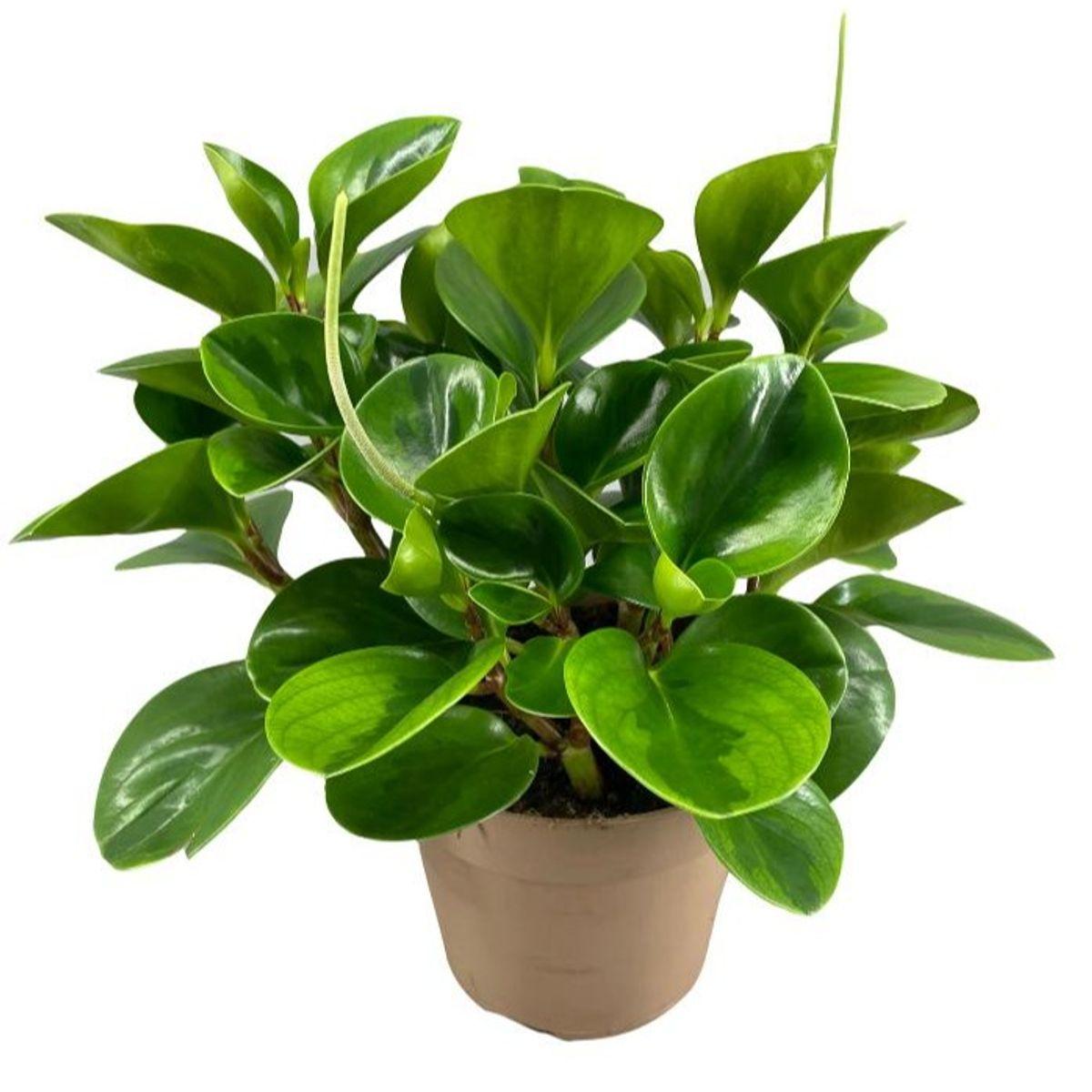 Peperomia 'lemon Lime' - View 24 from www redcrocus com