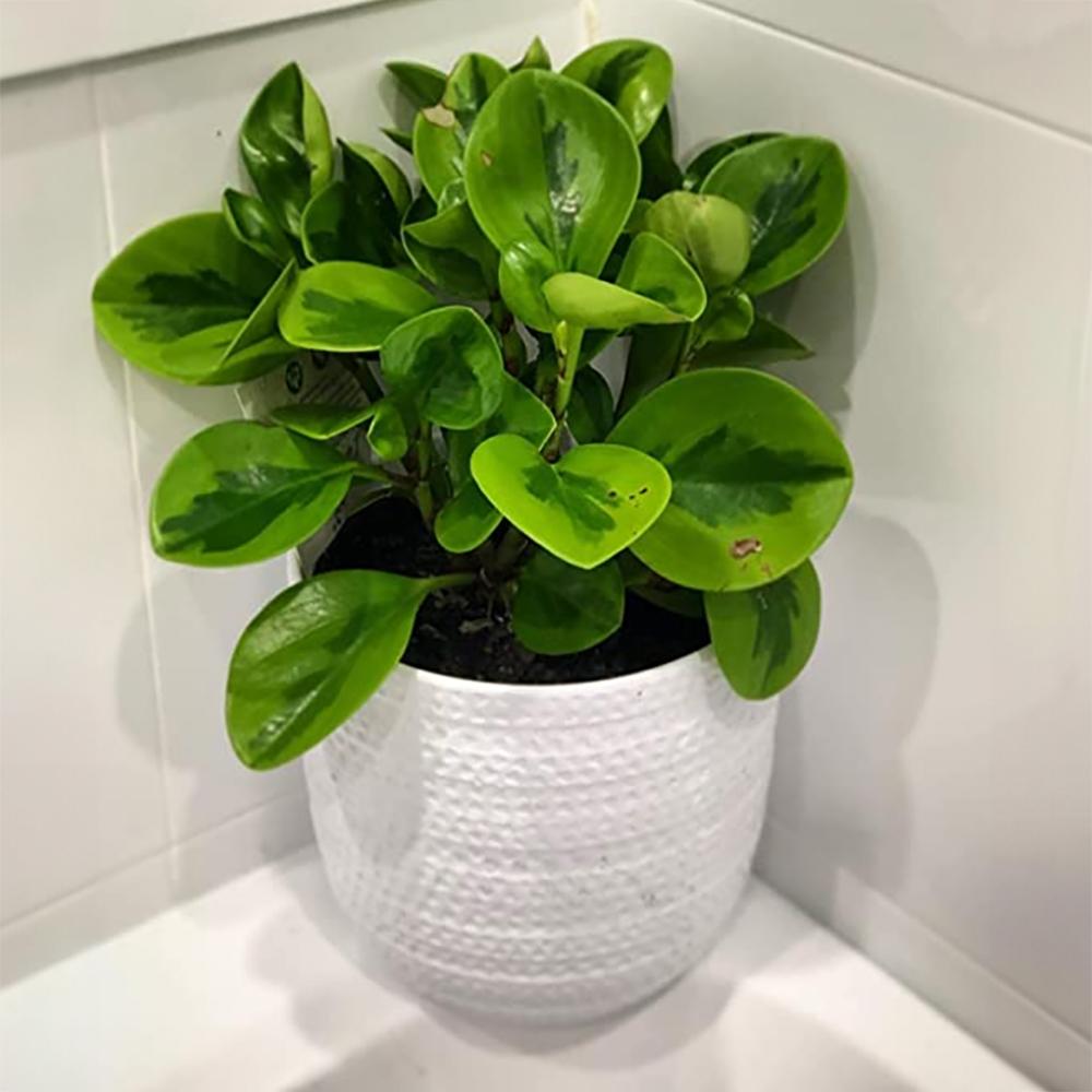Peperomia 'lemon Lime' - View 25 from www redcrocus com