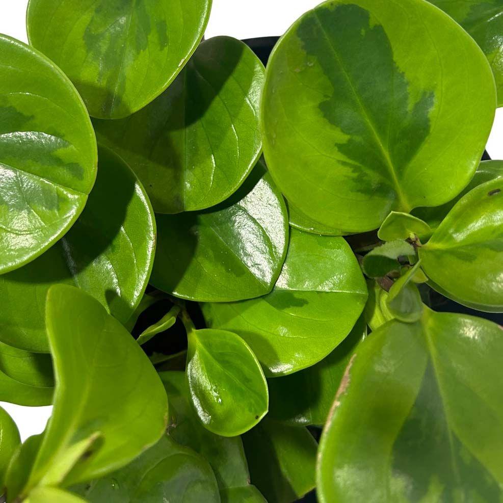 Peperomia 'lemon Lime' - View 28 from www redcrocus com