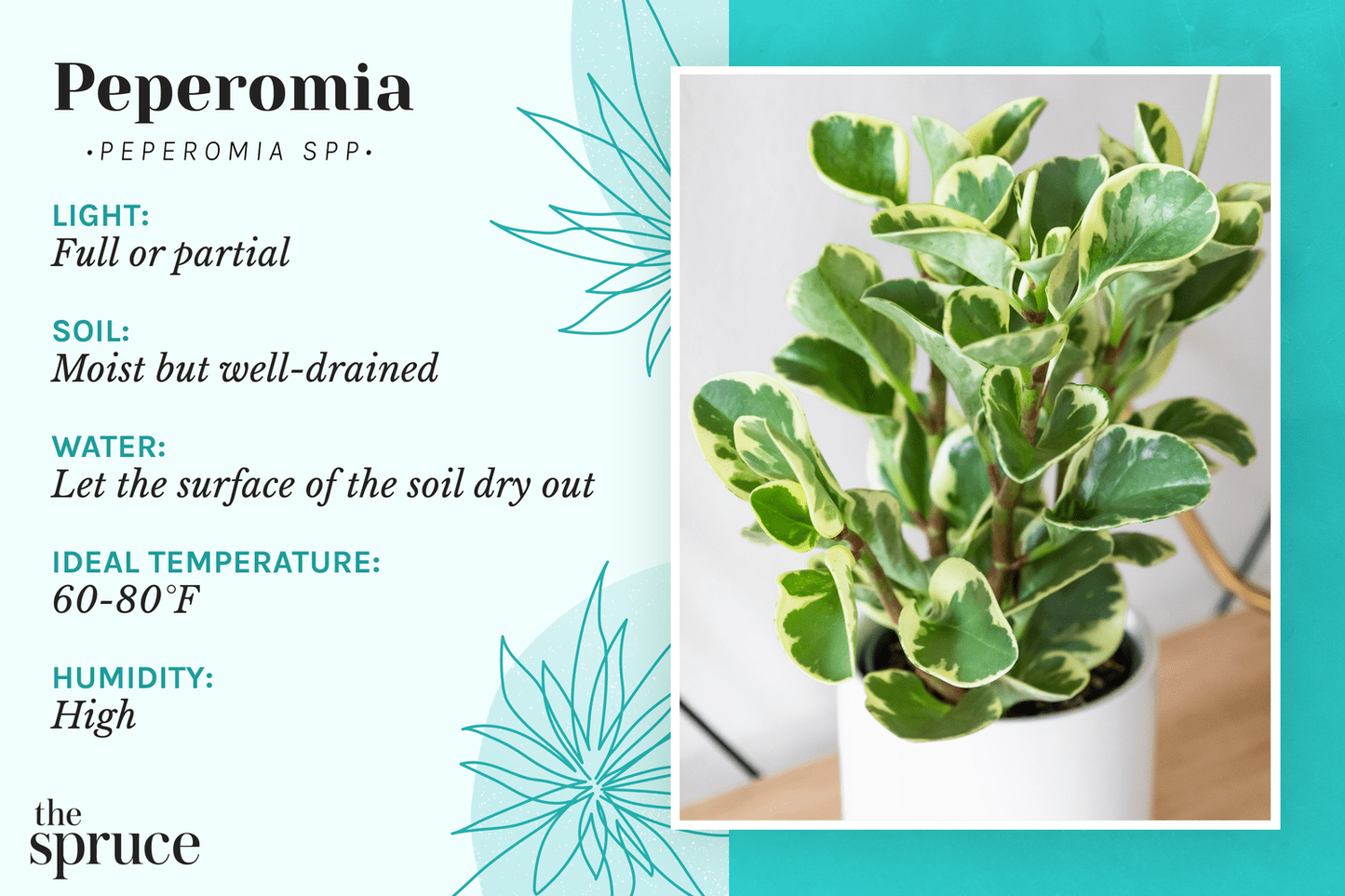 Peperomia 'lemon Lime' - View 29 from www redcrocus com