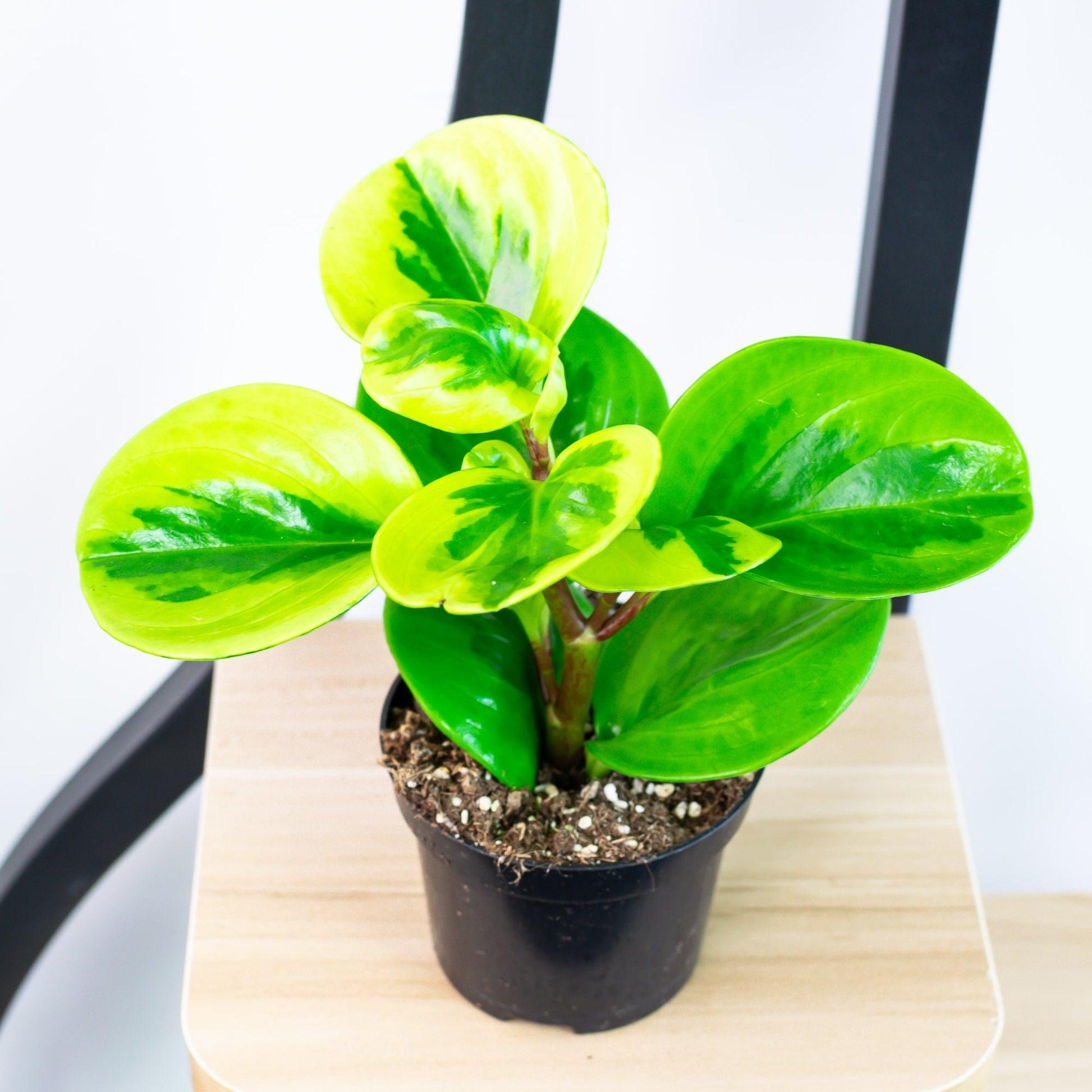 Peperomia 'lemon Lime' - View 2 from www redcrocus com