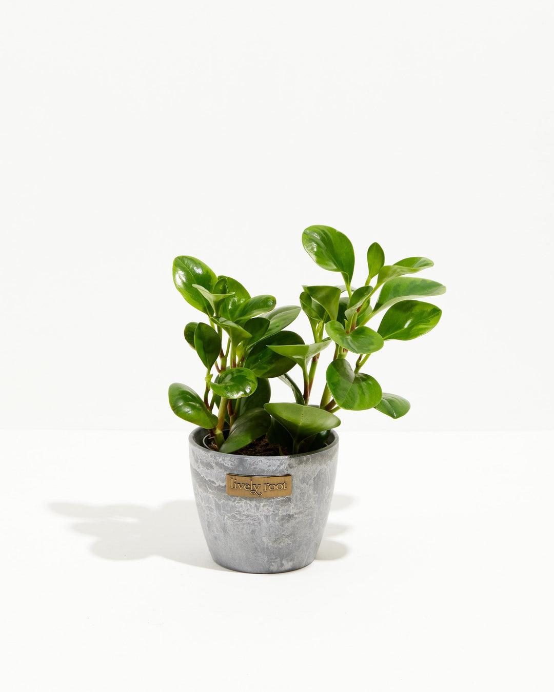 Peperomia 'lemon Lime' - View 30 from www redcrocus com
