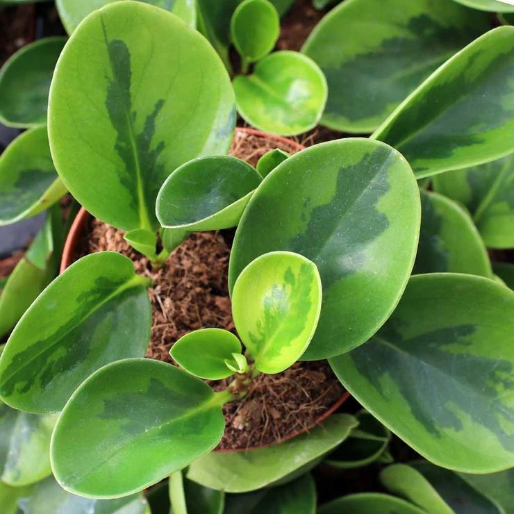 Peperomia 'lemon Lime' - View 31 from www redcrocus com