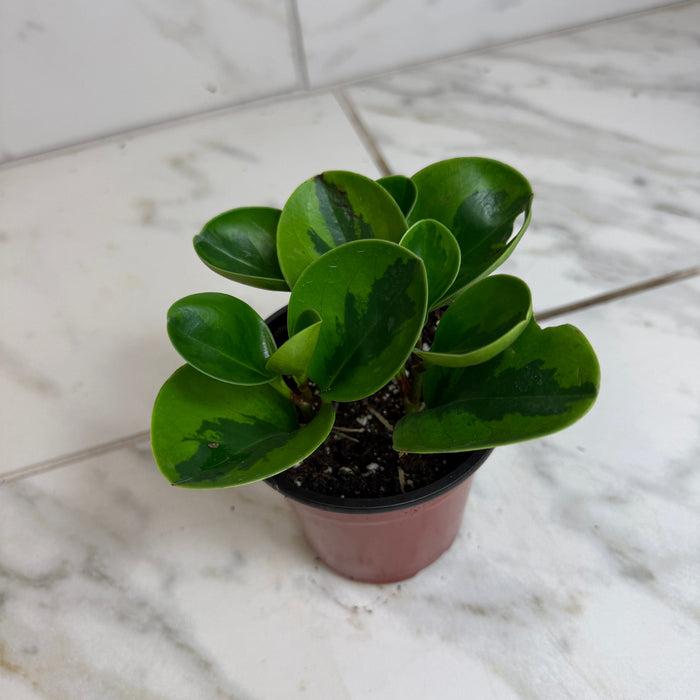 Peperomia 'lemon Lime' - View 32 from www redcrocus com