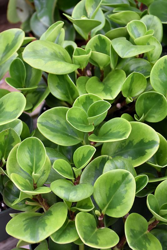 Peperomia 'lemon Lime' - View 3 from www redcrocus com