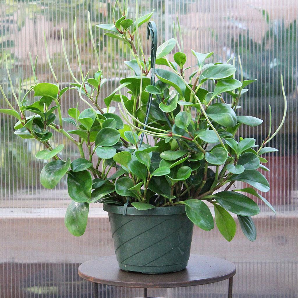 Peperomia 'lemon Lime' - View 4 from www redcrocus com