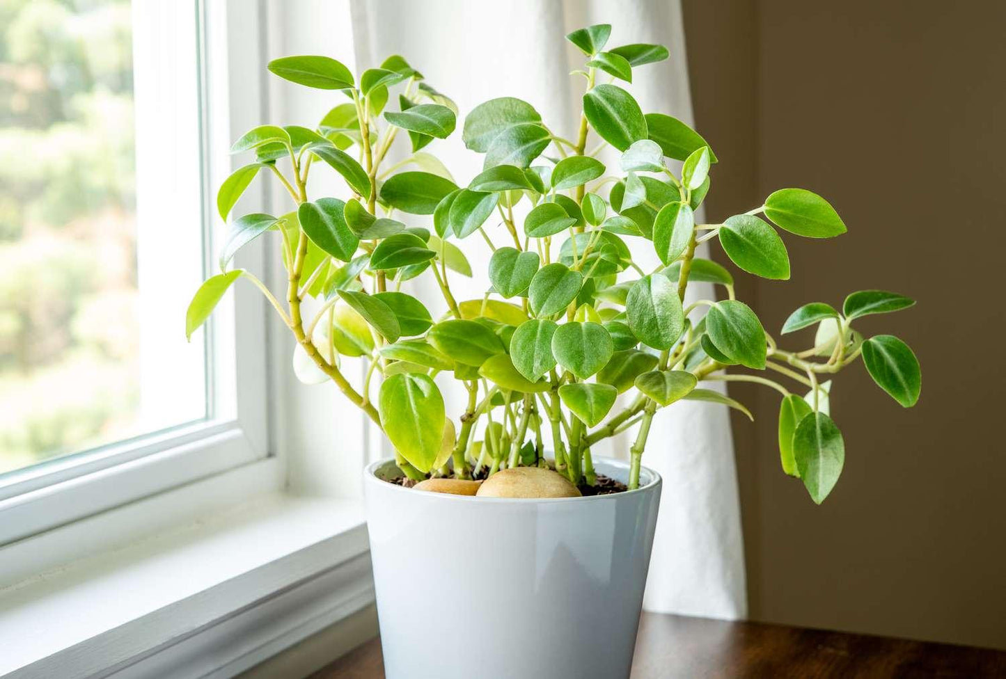 Peperomia 'lemon Lime' - View 5 from www redcrocus com