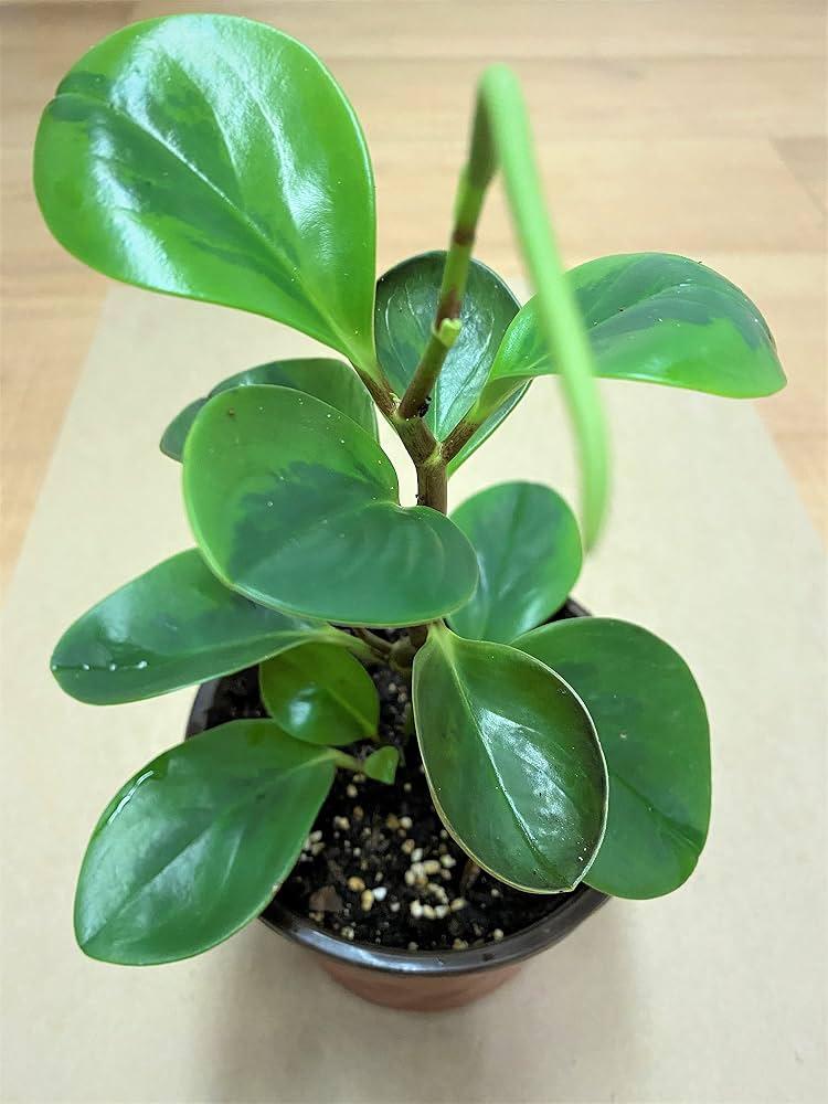 Peperomia 'lemon Lime' - View 6 from www redcrocus com