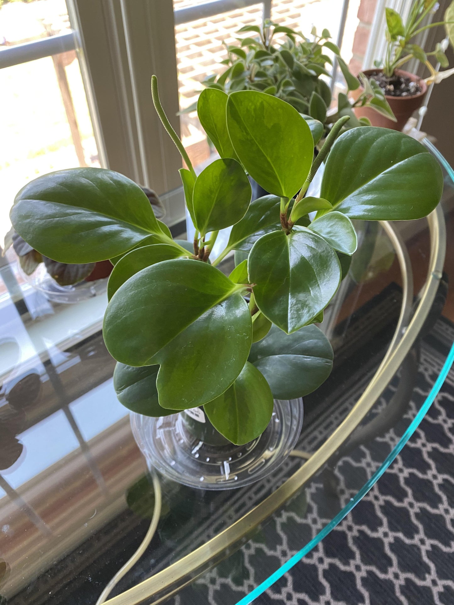Peperomia 'lemon Lime' - View 7 from www redcrocus com