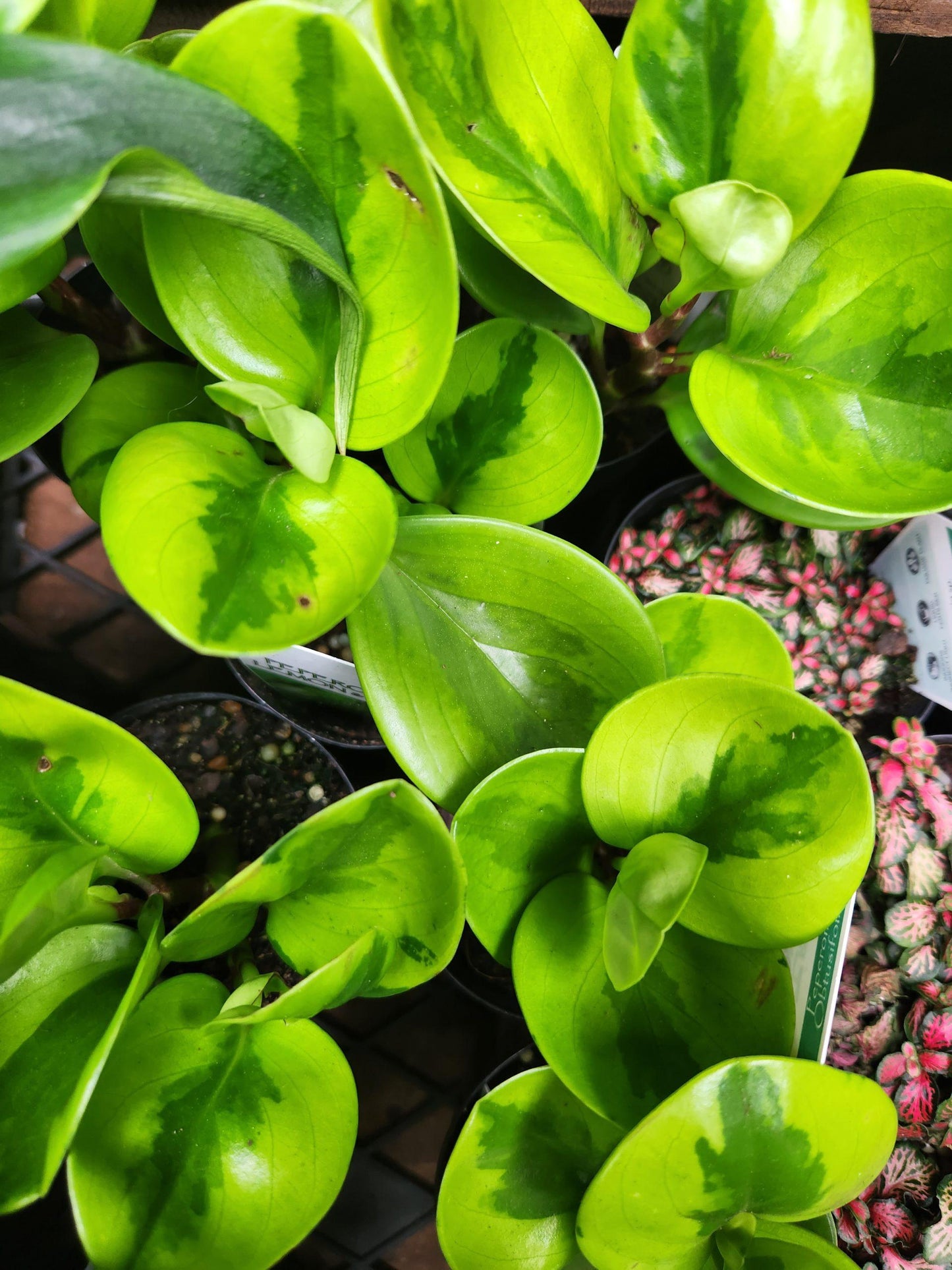 Peperomia 'lemon Lime' - View 9 from www redcrocus com