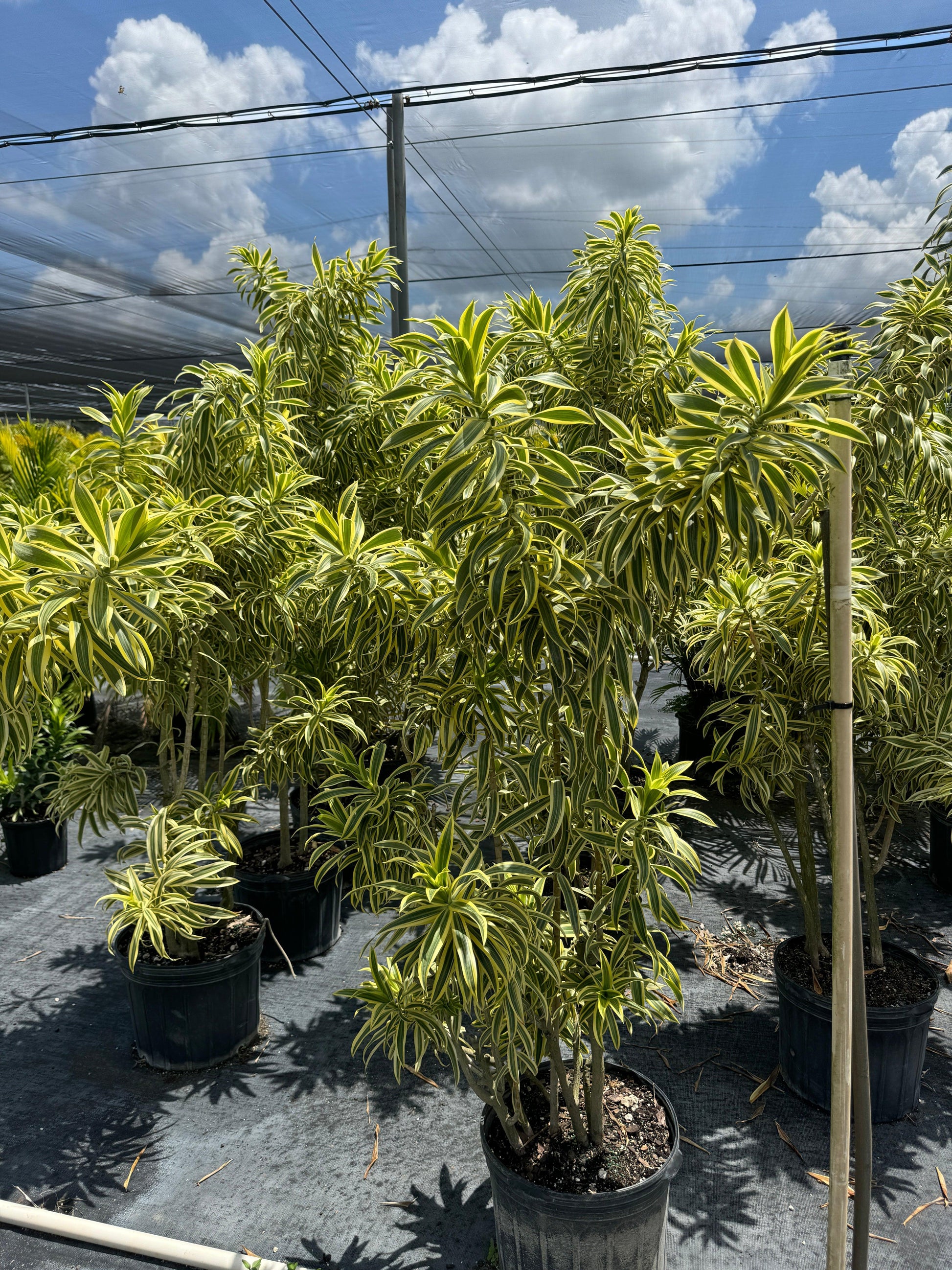 Dracaena Reflexa 'song Of India' - View 10 from www redcrocus com